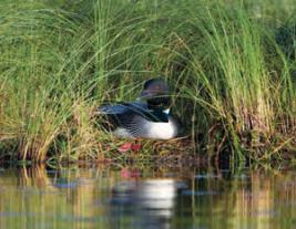common-loon-endangered-species-in-NewHampshire-UmbagogNationalWildlifeRefuge-MaryKonchar-USFWS (1)